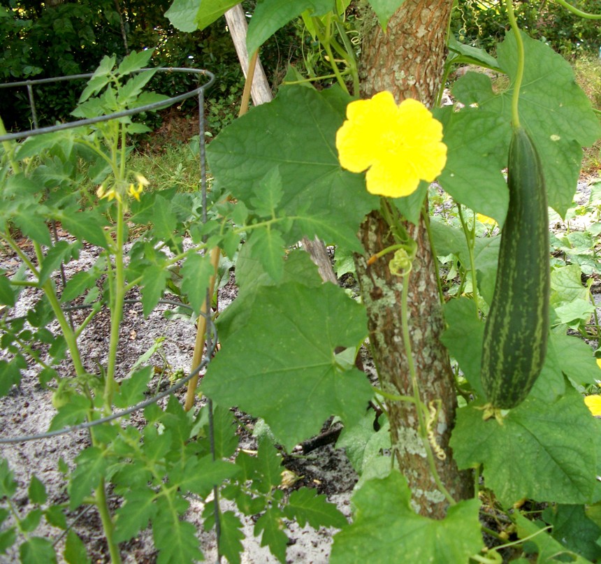 luffa-t.JPG