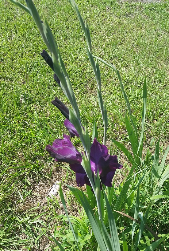 20150606_110635.jpg