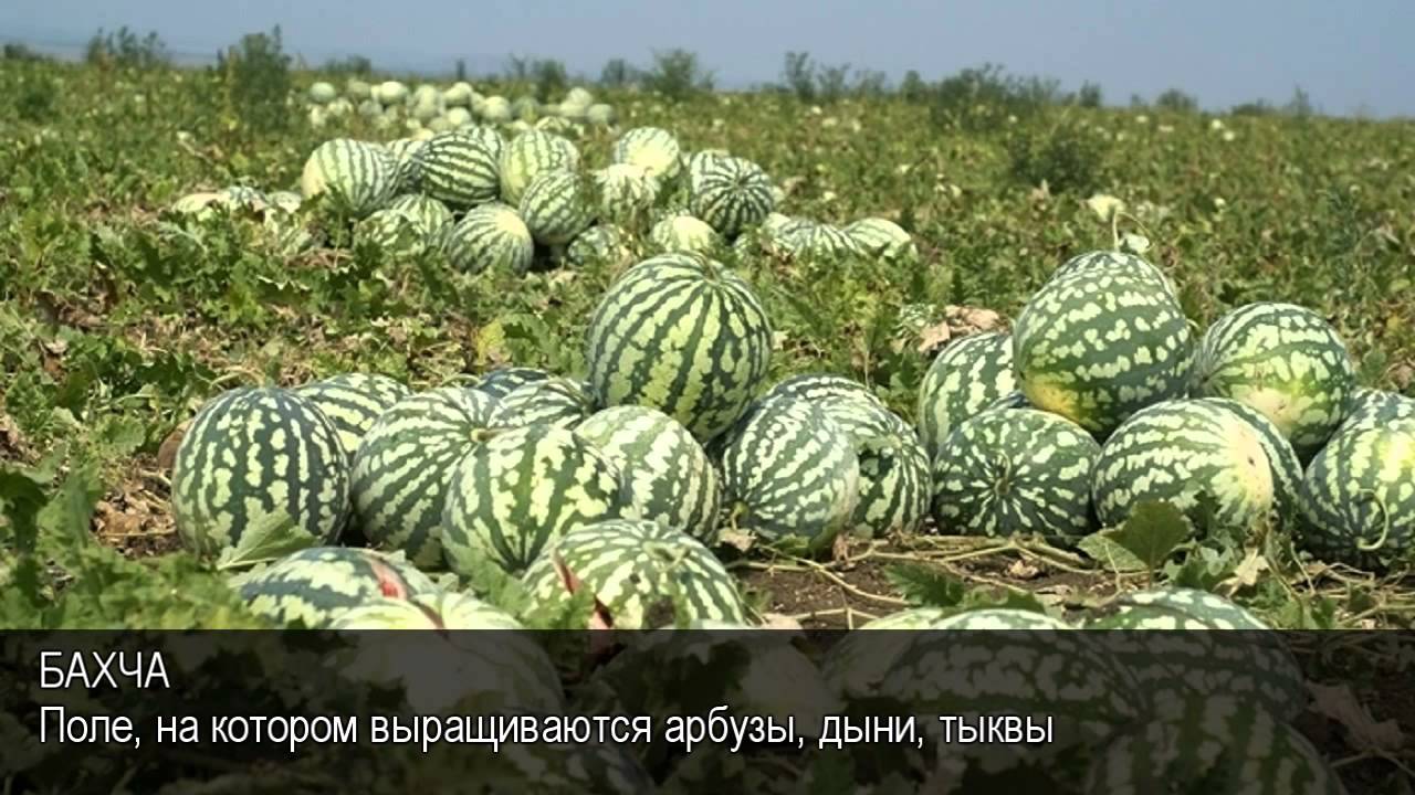 много их.jpg
