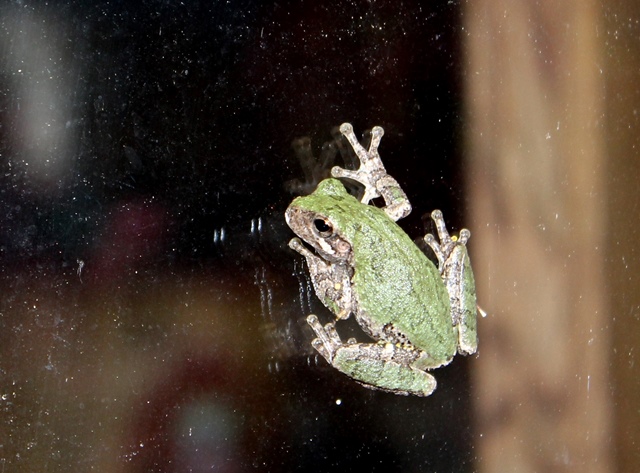 IMG_1635 - Copy.JPG