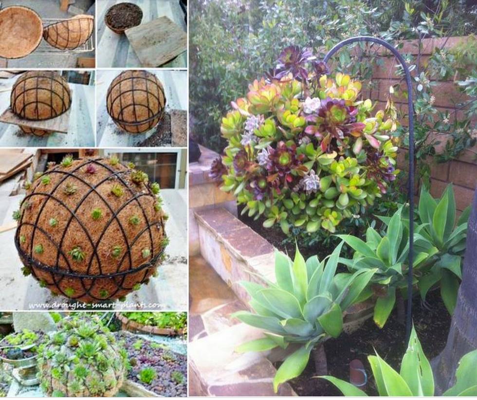 succulent-Ball-F1.jpg