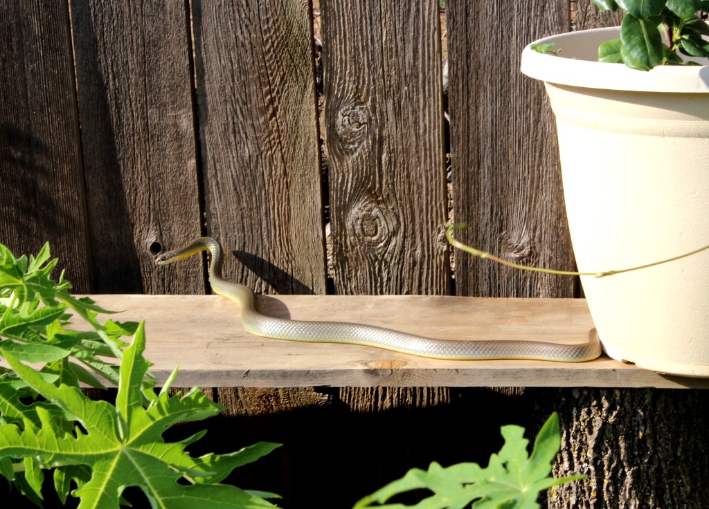 yellow-bellied racer.JPG