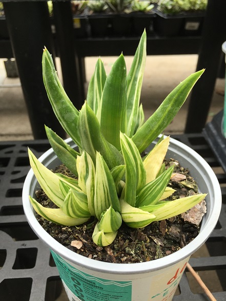 aloe.jpg