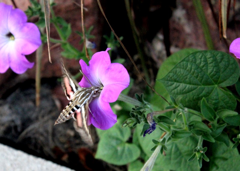 IMG_4219.JPG