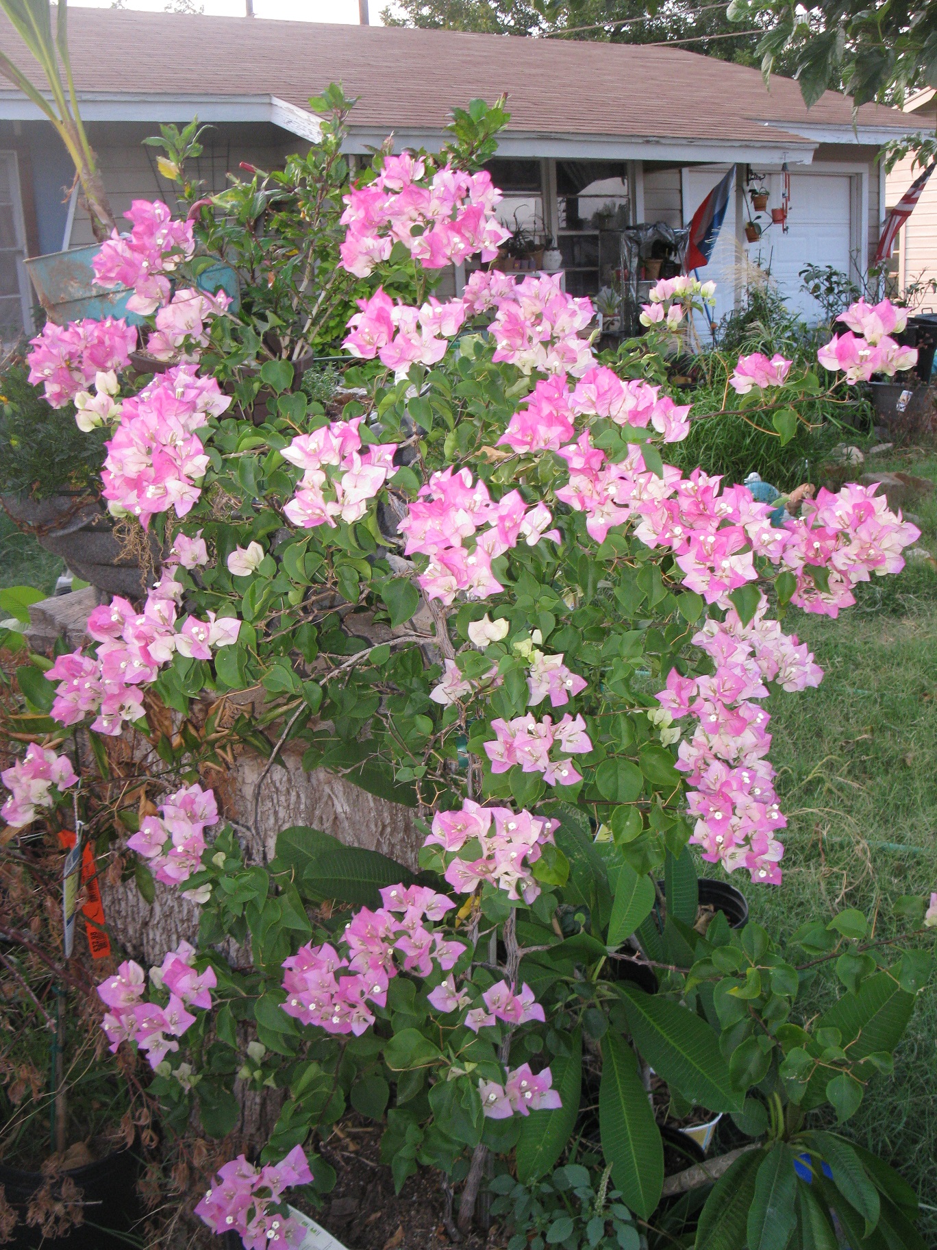 IMG_1285.JPG