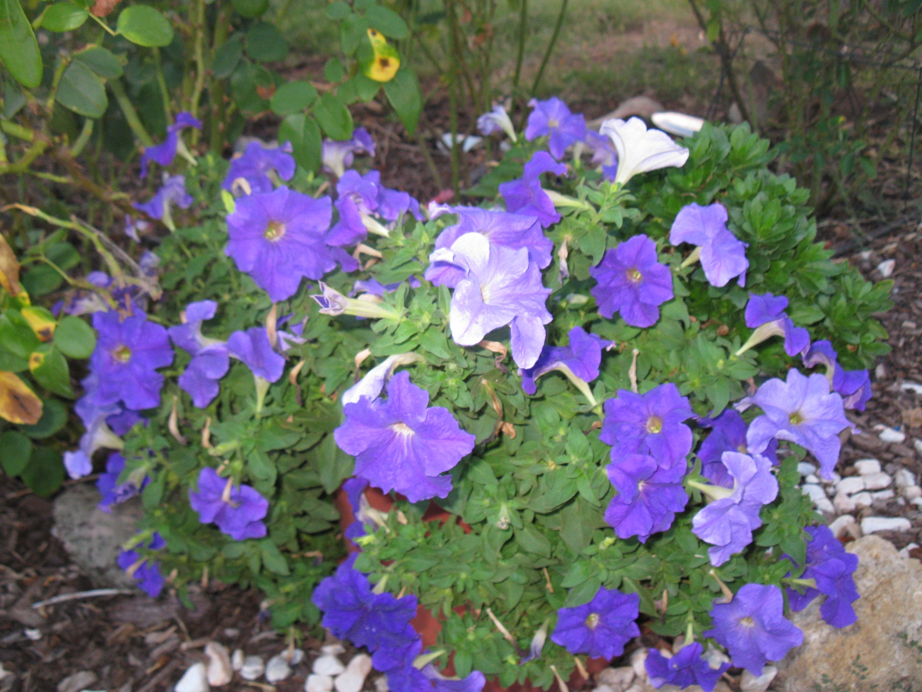 IMG_1282.JPG