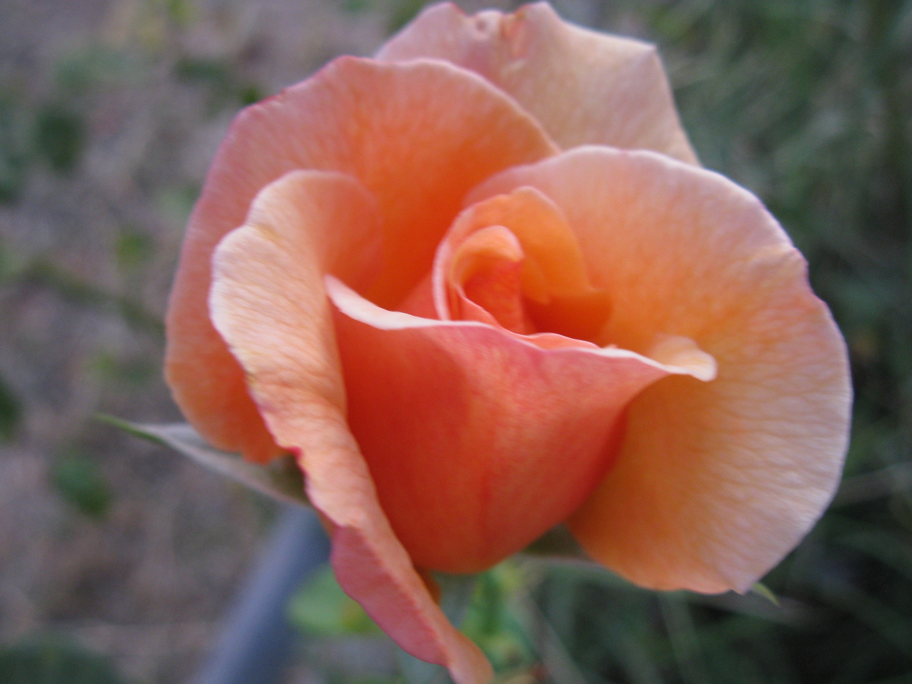 IMG_1287.JPG