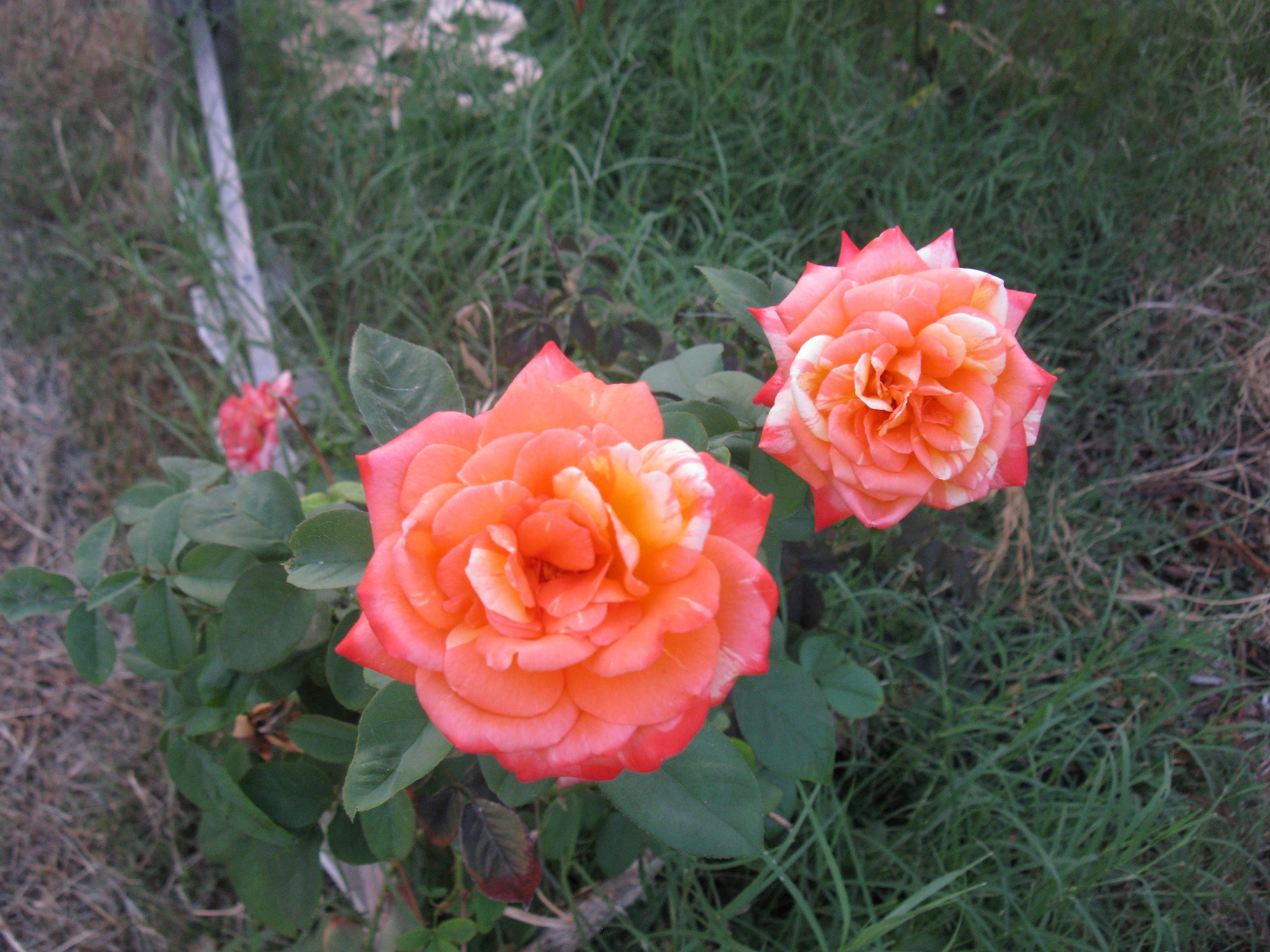 IMG_1288.JPG
