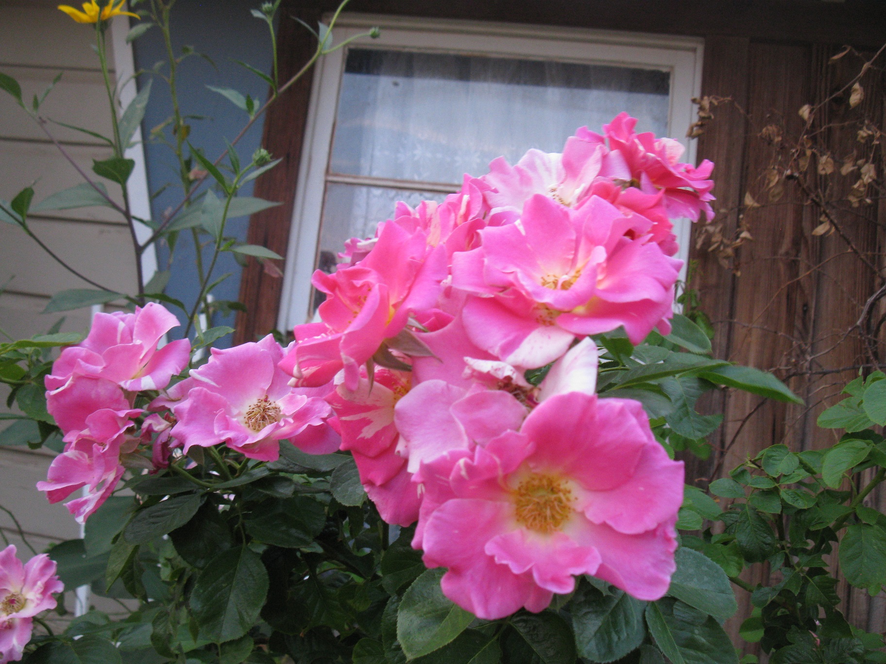 IMG_1295.JPG