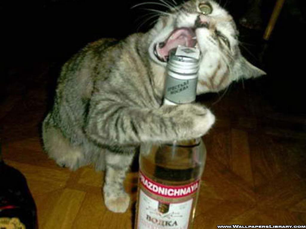 cat-and-vodka-.jpg