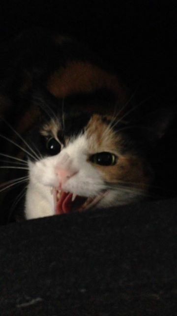 image.jpeg