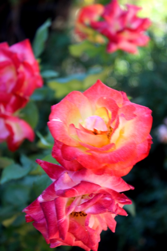 IMG_7359.JPG