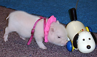 wilburdog.jpg