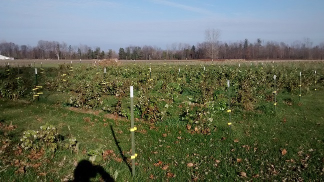 IMG_20151111_145739671.jpg