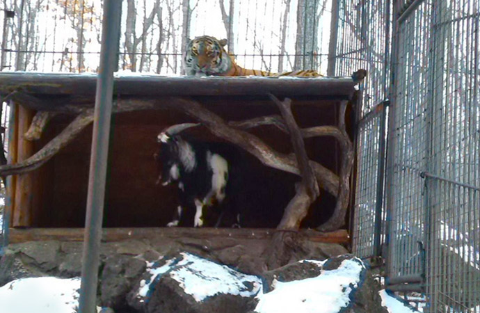 amur701.jpg
