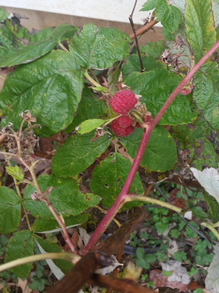 20151201_124452_crop.jpg
