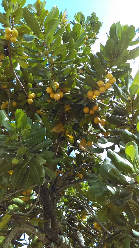 IMAG0015.jpg
