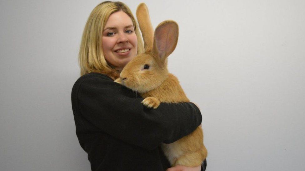 rabbit.jpg