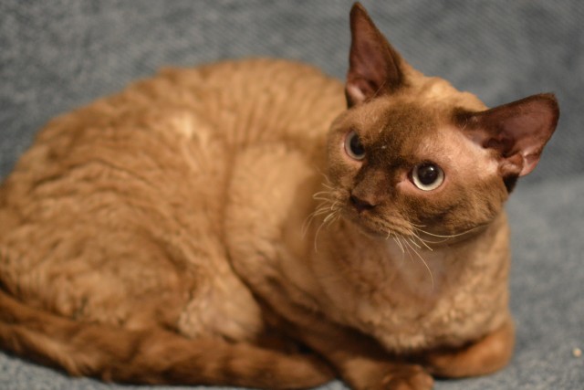father.jpg