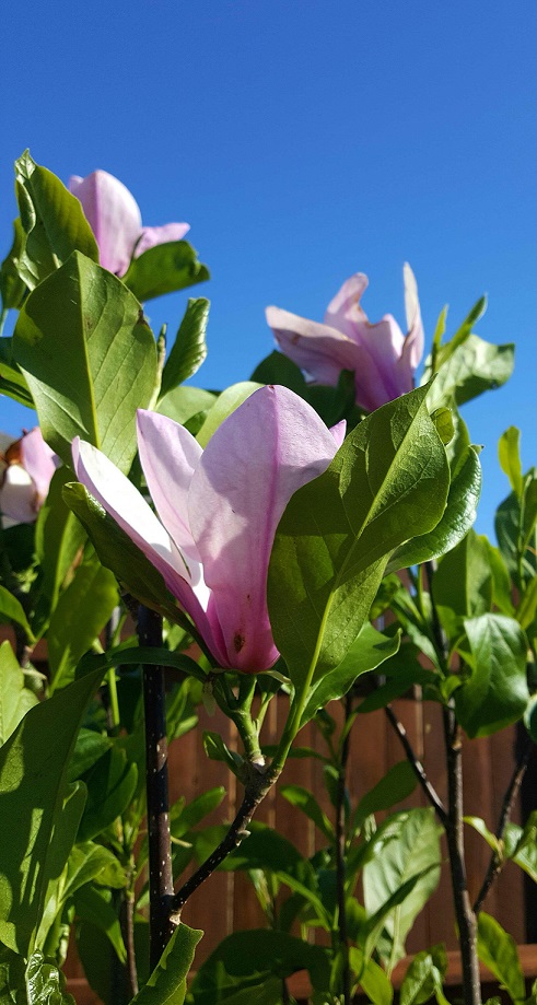 magnolia.jpg