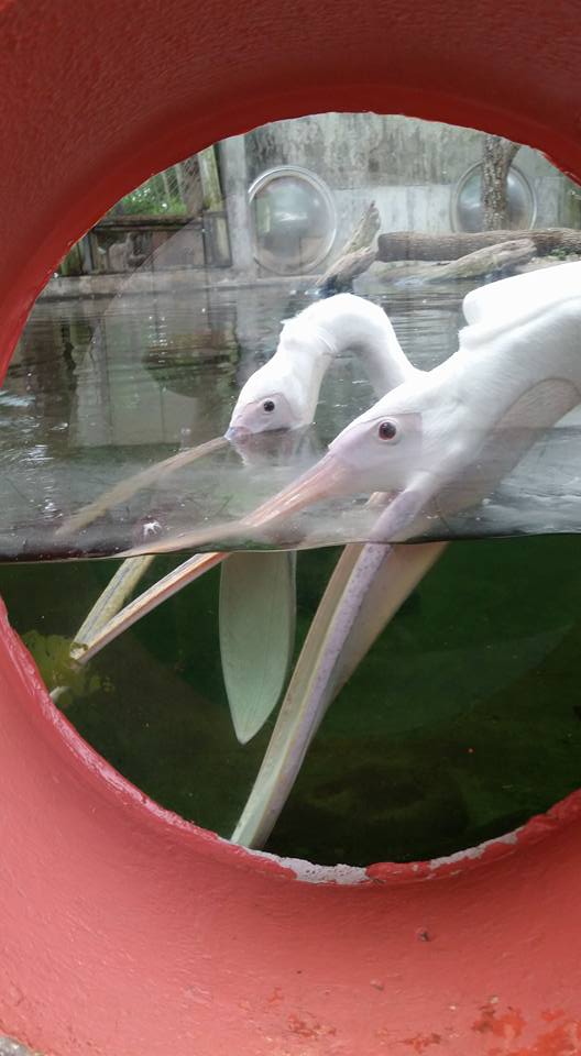 pelicans2.jpg