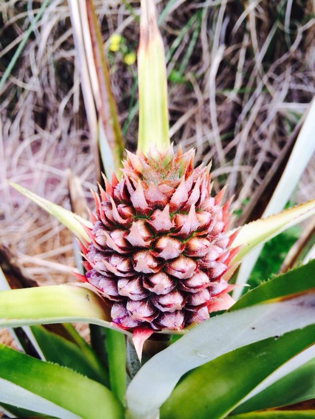 Ананас 3 2016.jpg