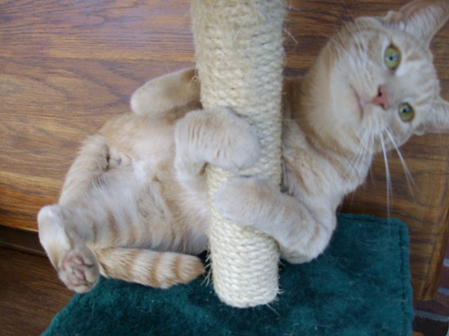 stripping cat 04.jpg