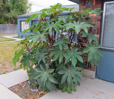 castor-bean-plants.jpg
