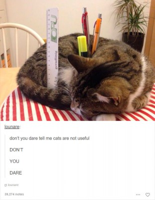 funny-tumblr-animals-20-5804c5e4873bd__700.jpg