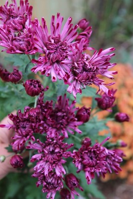IMG_1799 - Copy.JPG