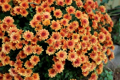 IMG_1760 - Copy.JPG