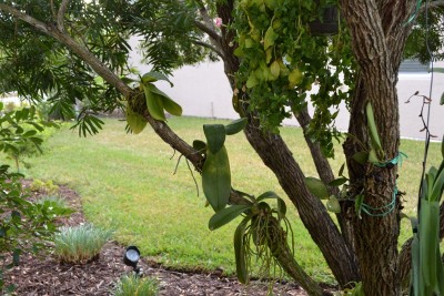 DSC_0700.JPG