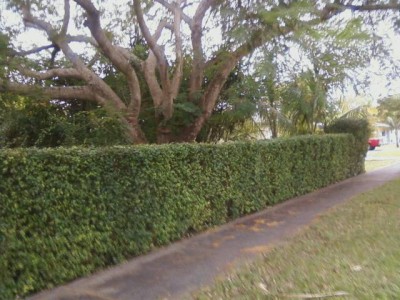 Surinam-Cherry3.jpeg