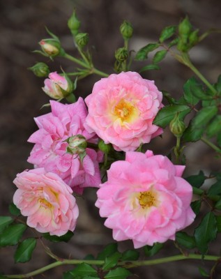 DSC_0730.JPG