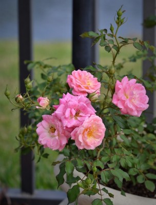 DSC_0727.JPG