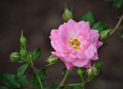 DSC_0732.JPG