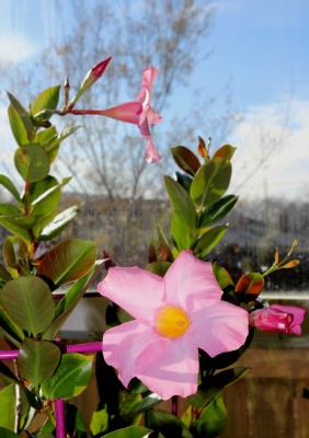 IMG_4865.JPG