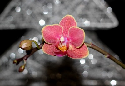IMG_6619.JPG