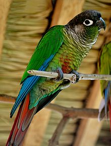 220px-Pyrrhura_molinae_-captive-perch-8a-1cp.jpg