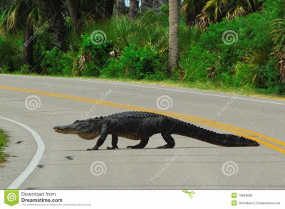 alligator-crossing-road-14846005.jpeg