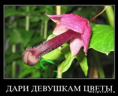 flowers.jpg