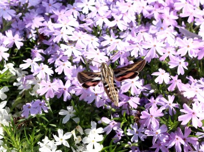 IMG_2610.JPG