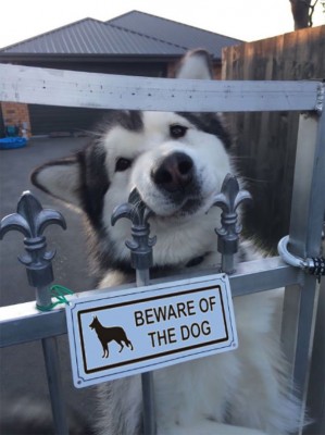 beware-of-dog-signs7.jpg