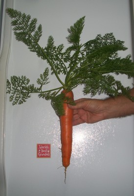 carrot.JPG