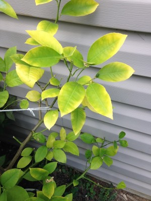 limon1.JPG