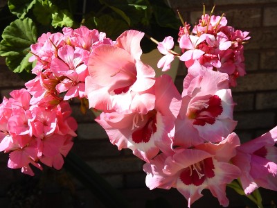 DSCN1394.JPG
