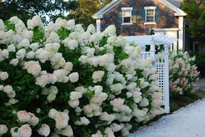 Hydrangea3.jpg