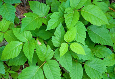poison_ivy.jpg