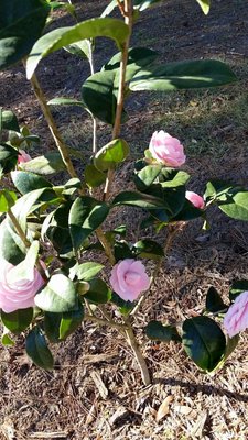 PP camelia5.jpg