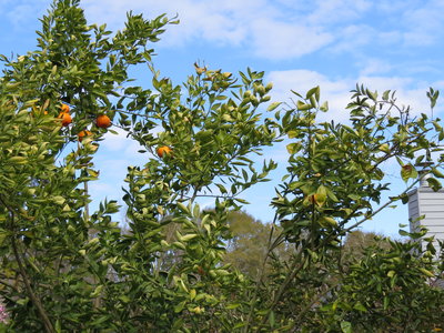 IMG_3637.JPG